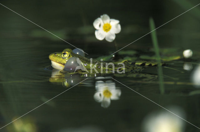 green frog (Rana esculenta