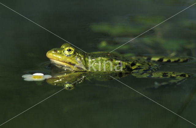 green frog (Rana esculenta