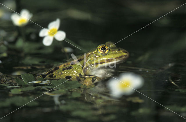 green frog (Rana esculenta