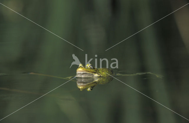 green frog (Rana esculenta