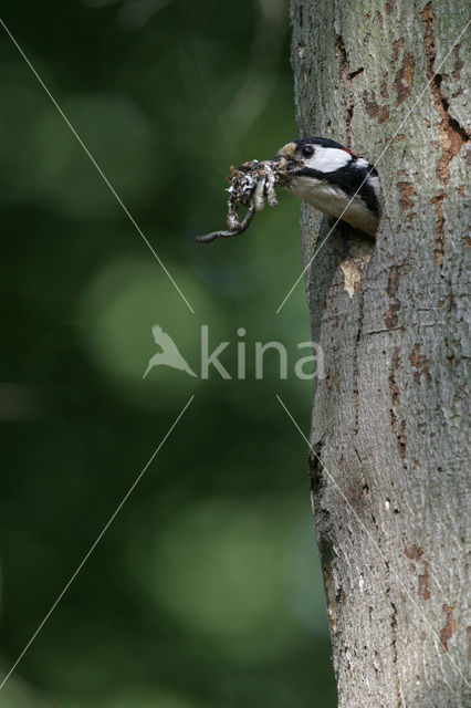 Grote Bonte Specht (Dendrocopos major)