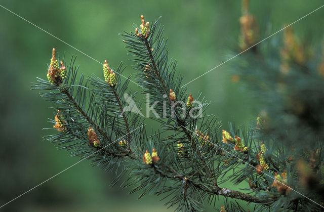 Scots Pine (Pinus sylvestris)