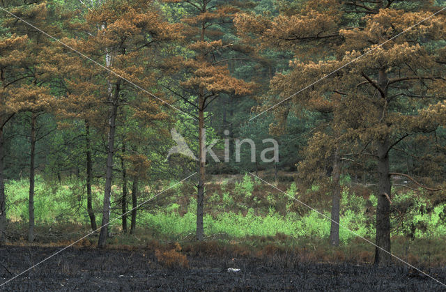 Grove den (Pinus sylvestris)