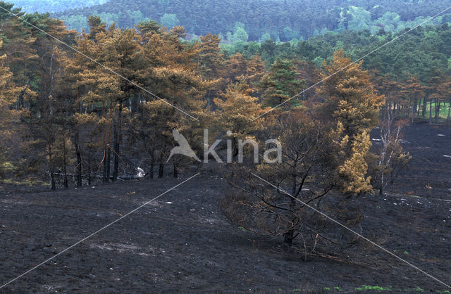 Grove den (Pinus sylvestris)