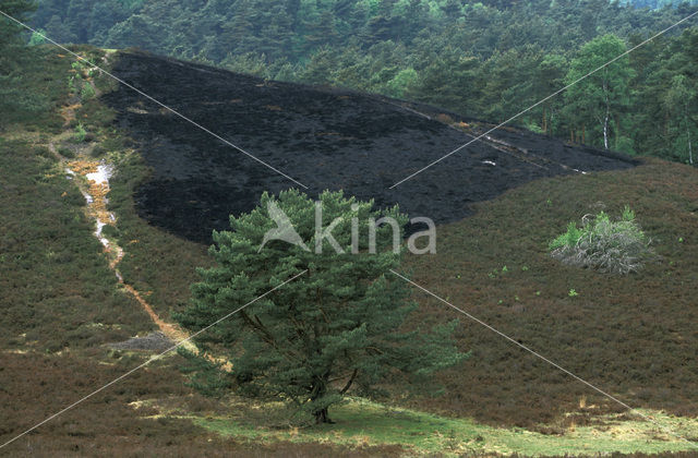 Grove den (Pinus sylvestris)