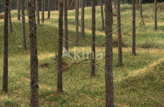 Scots Pine (Pinus sylvestris)