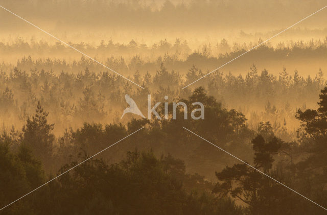 Scots Pine (Pinus sylvestris)