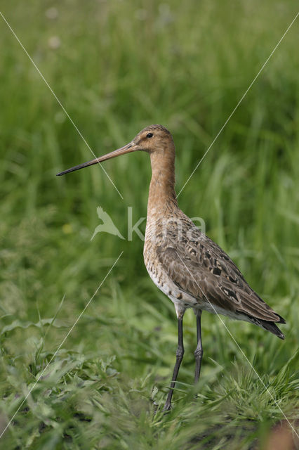 Grutto (Limosa limosa)