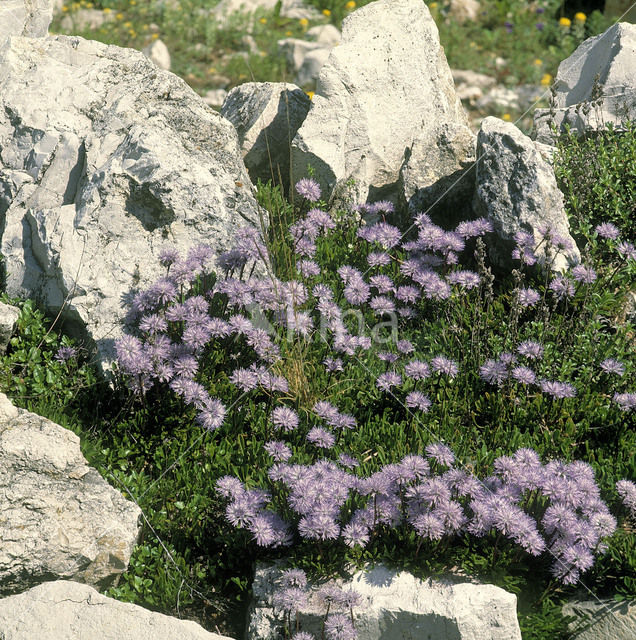 Globe Daisy (Globularia cordifolia)