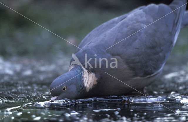 Wood Pigeon