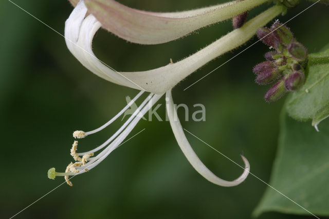 Kamperfoelie (Lonicera)