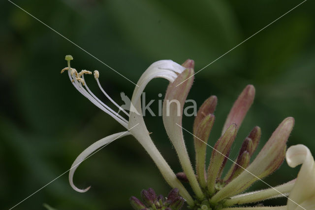 Kamperfoelie (Lonicera)