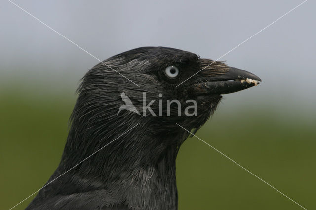 Kauw (Corvus monedula)