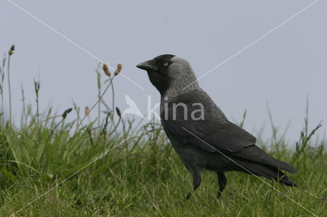 Eurasian Jackdaw (Corvus monedula)