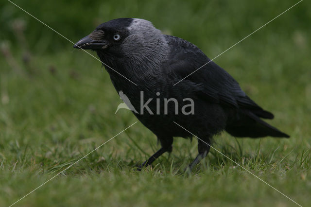 Eurasian Jackdaw (Corvus monedula)