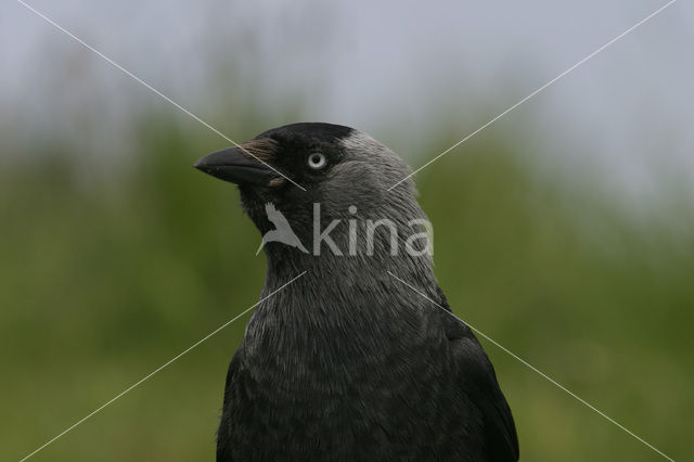 Eurasian Jackdaw (Corvus monedula)