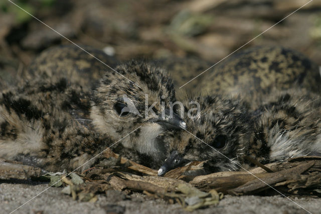 Lapwing (Vanellus vanellus)