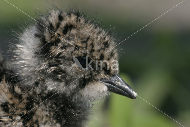 Lapwing (Vanellus vanellus)