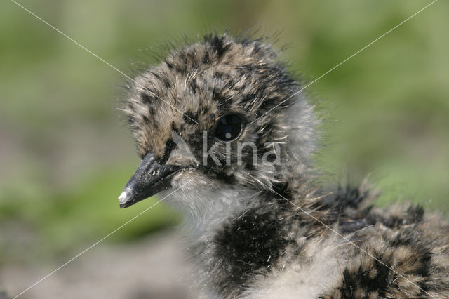 Lapwing (Vanellus vanellus)