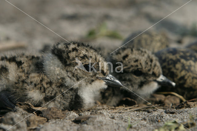 Lapwing (Vanellus vanellus)