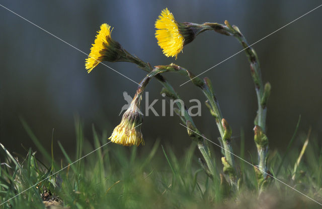 Coltsfoot (Tussilago farfara)