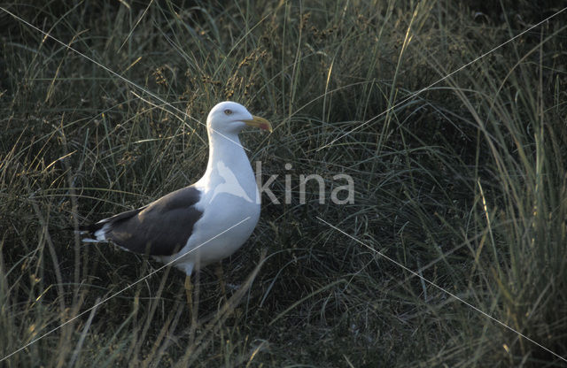 Lesser Black-backed Gull (Larus fuscus)