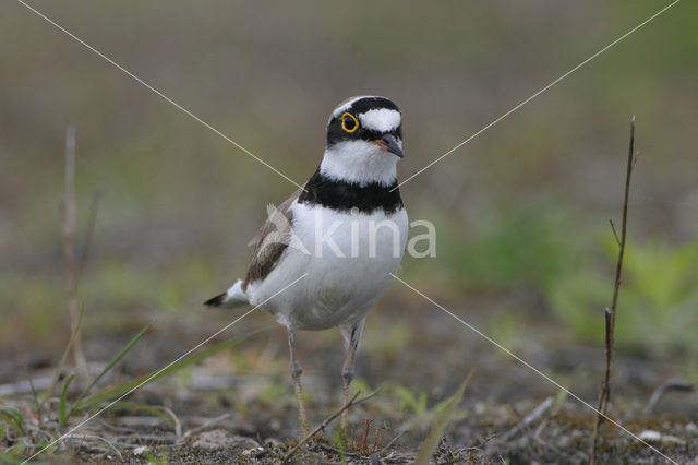 Kleine Plevier (Charadrius dubius)