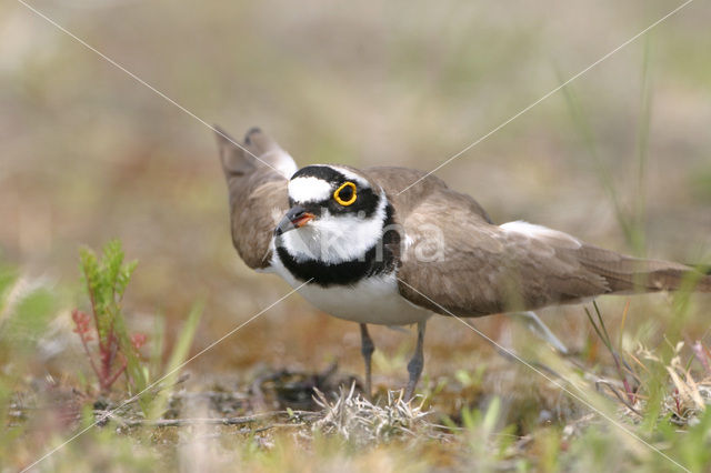 Kleine Plevier (Charadrius dubius)