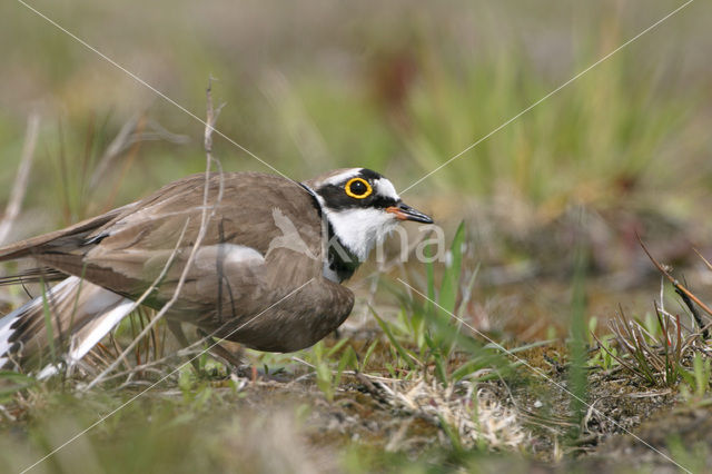 Kleine Plevier (Charadrius dubius)