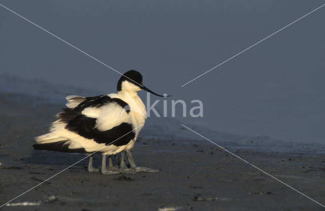 Pied Avocet (Recurvirostra avosetta)