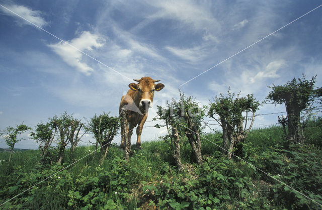 Koe (Bos domesticus)