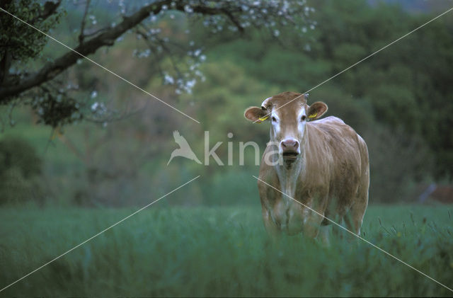 Cow (Bos domesticus)