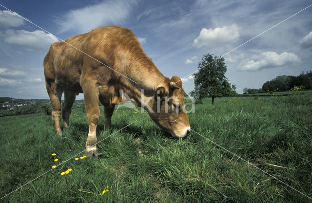 Koe (Bos domesticus)