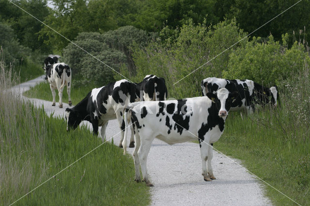 Cow (Bos domesticus)