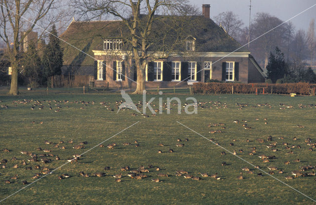 White-fronted goose (Anser albifrons)
