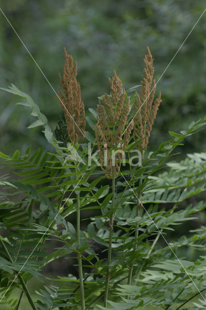 Royal Fern (Osmunda regalis)