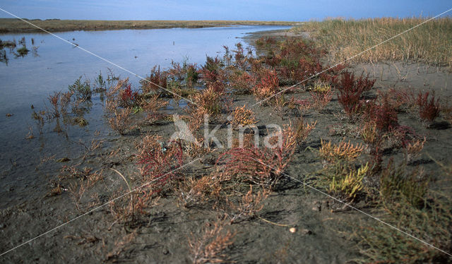 Kortarige zeekraal (Salicornia europaea)