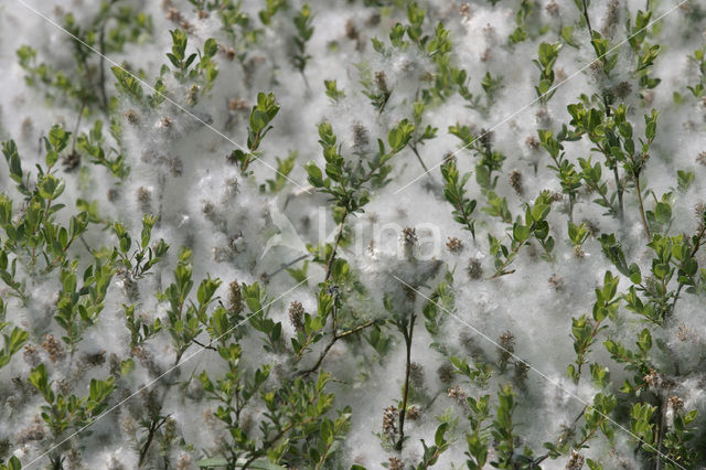 Kruipwilg (Salix repens)