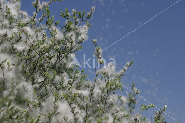 Kruipwilg (Salix repens)