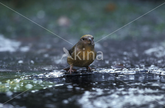 Red Crossbill (Loxia curvirostra)