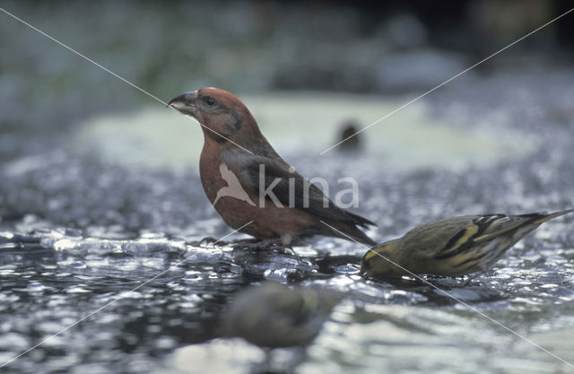 Red Crossbill (Loxia curvirostra)