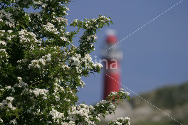 Hawthorn (Crataegus )