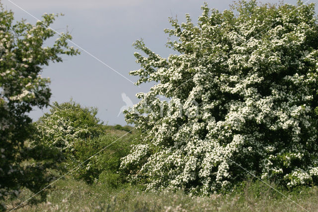 Hawthorn (Crataegus )