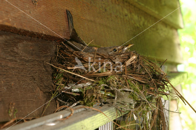 Eurasian Blackbird (Turdus merula)