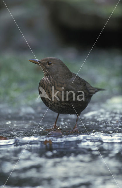 Eurasian Blackbird (Turdus merula)