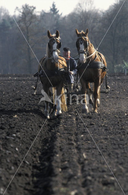 Paard (Equus spp)