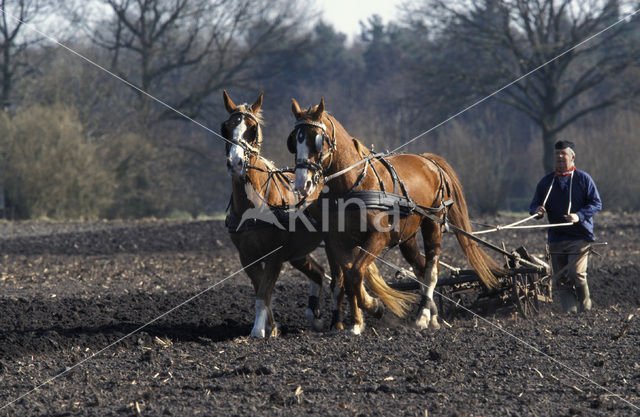 Paard (Equus spp)