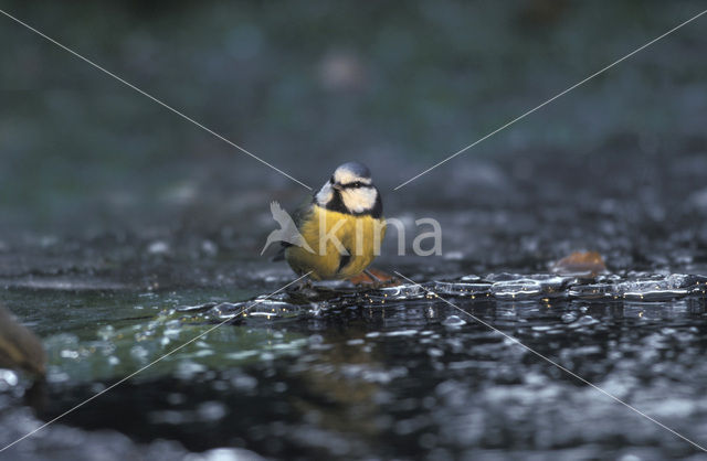 Blue Tit (Parus caeruleus)