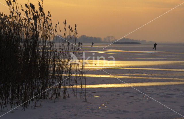 Riet (Phragmites australis)