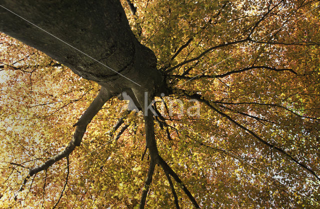 Purple Beech (Fagus purpurea)